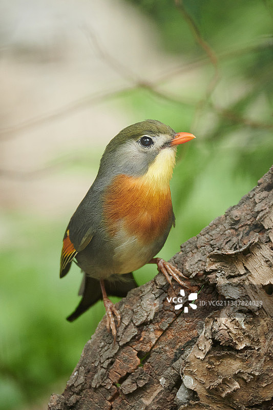 红嘴相思鸟图片素材
