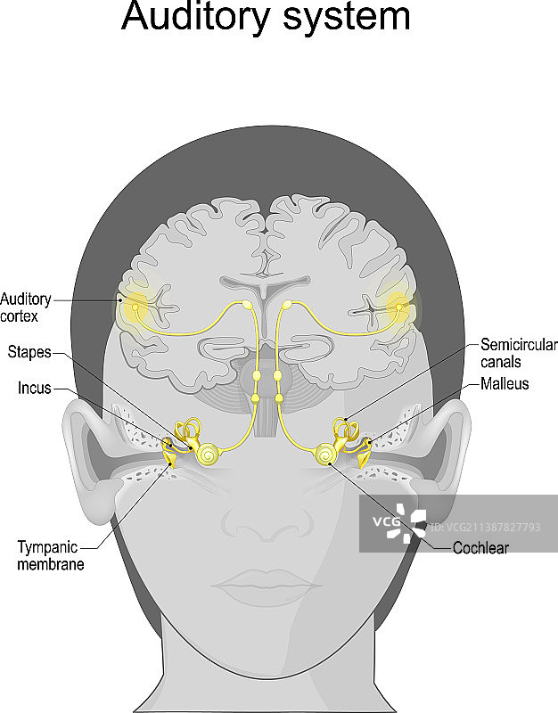 听觉系统感觉系统人耳解剖图片素材