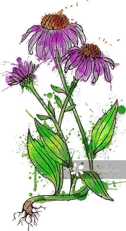 紫锥菊飞溅的纹理图片素材