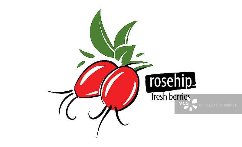 白色背景上的手绘玫瑰果图片素材