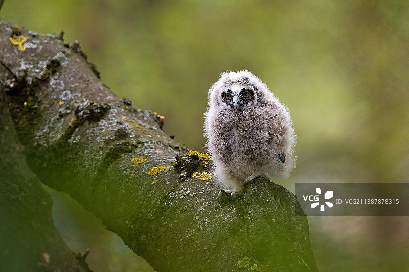 松鼠在树干上的特写图片素材