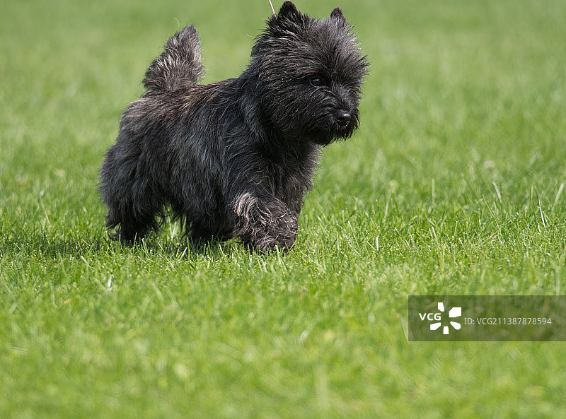 走在绿草地上的凯恩梗，桑普森州立公园，美国，美国图片素材