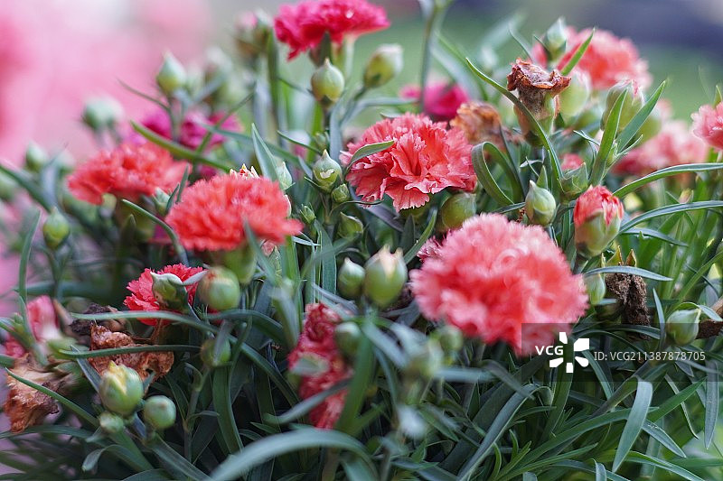 红色开花植物的特写图片素材