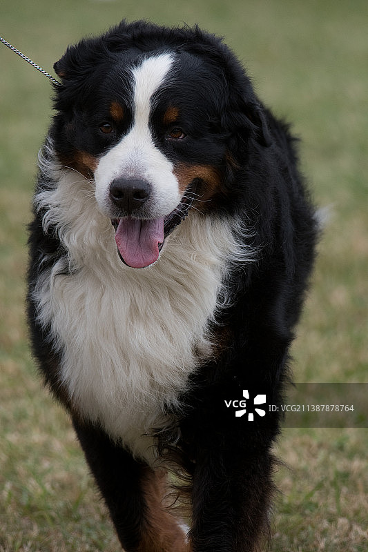 伯恩山犬和圣伯纳犬在田野上的肖像图片素材