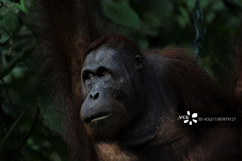 森林里大猩猩看向别处的特写图片素材