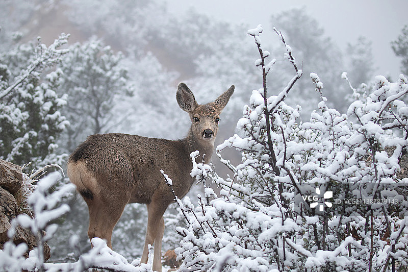 科罗拉多斯普林斯雪地上的狍鹿肖像图片素材