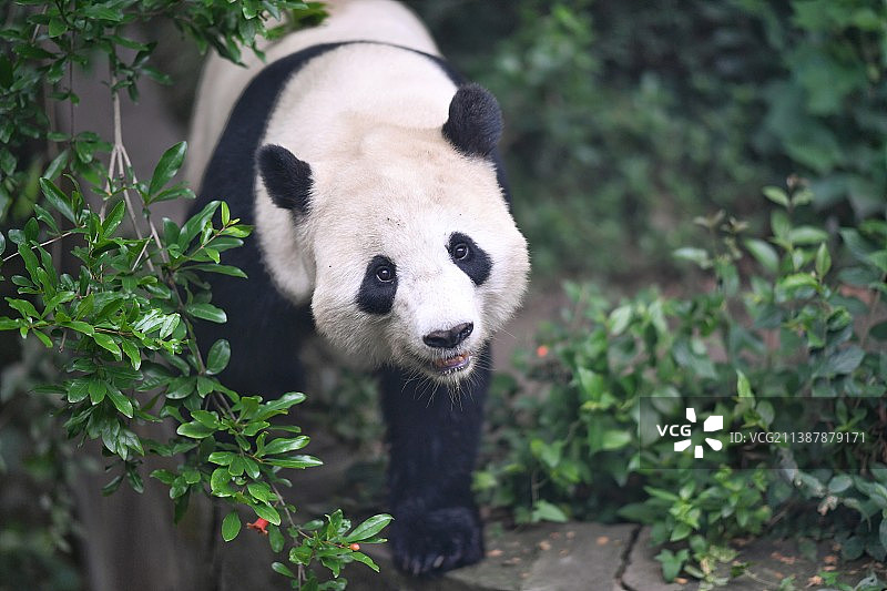 熊猫站立在岩壁上的特写镜头图片素材