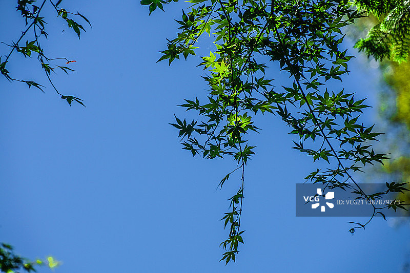 蓝天下的树木（仰视角度）图片素材