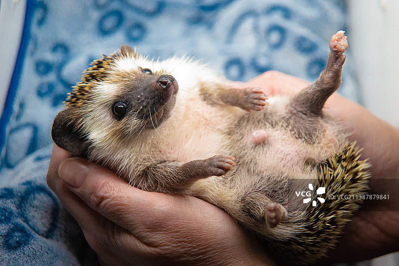 男子抱着狗的裁剪图，加拿大图片素材