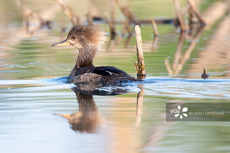 女性野鸭图片素材