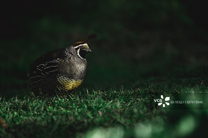 鹌鹑栖息草地特写，雷耶斯角国家海岸，美国图片素材