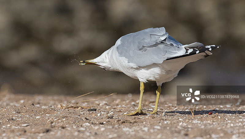 海鸥栖息在沙滩上特写，美国纽约图片素材