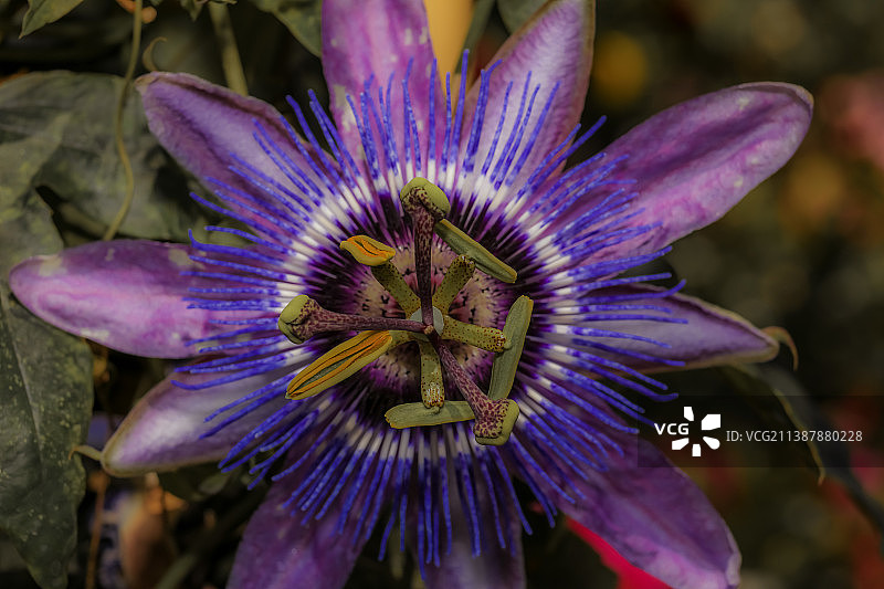 蓝色西番莲，加利福尼亚州米慎维耶荷图片素材