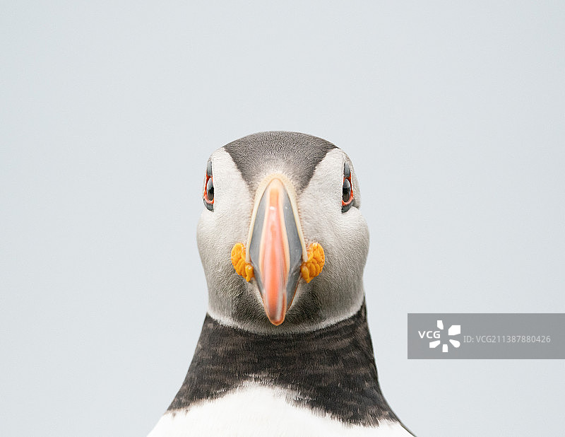 大西洋海鹦特写，英国马尔岛特雷什尼什图片素材