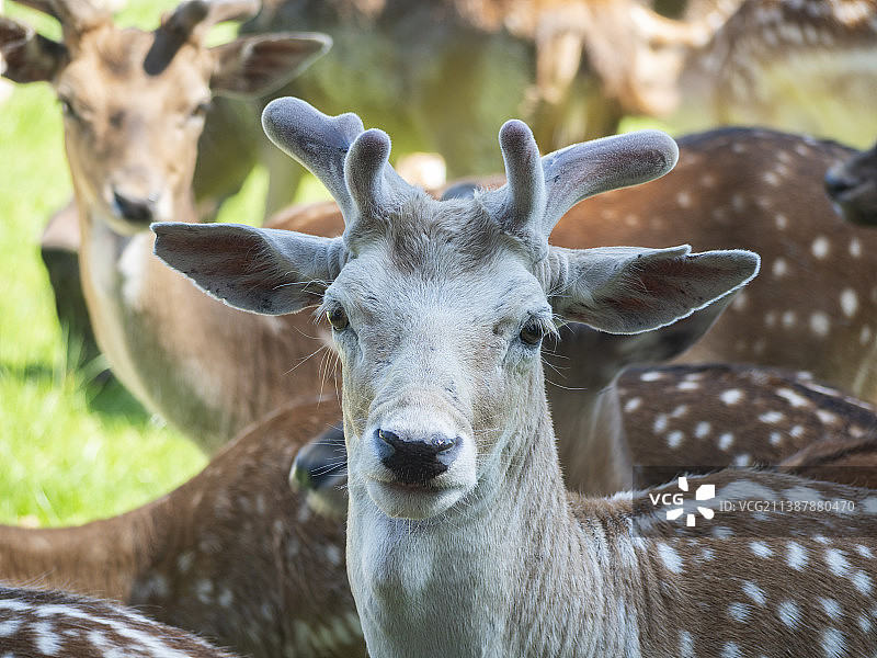 鹿的特写，德国巴伐利亚图片素材