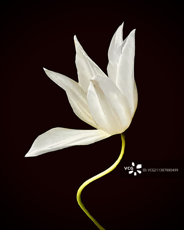 黑色背景下的白色花朵特写图片素材