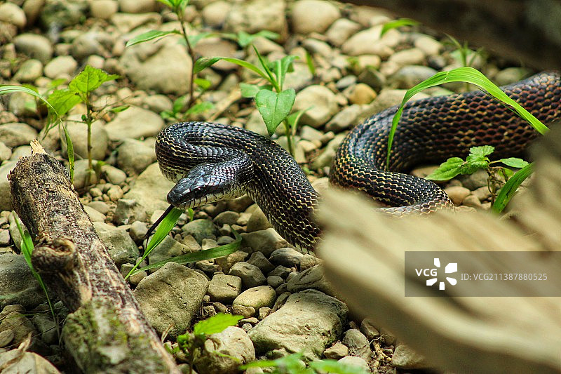 岩石上的蝰蛇特写图片素材