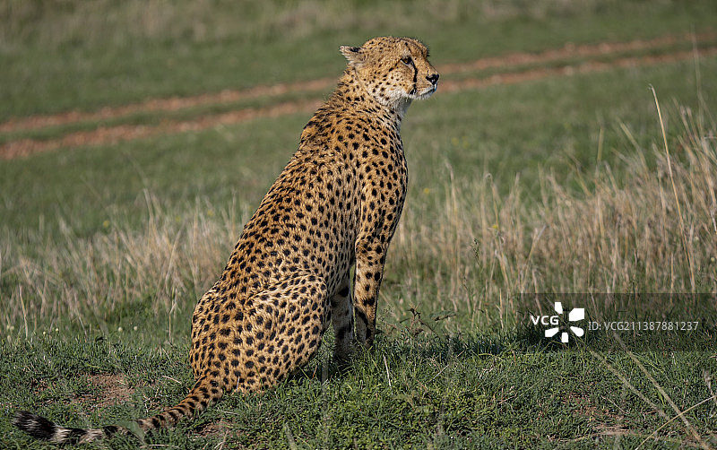 非洲猎豹坐在草地上注视前方图片素材