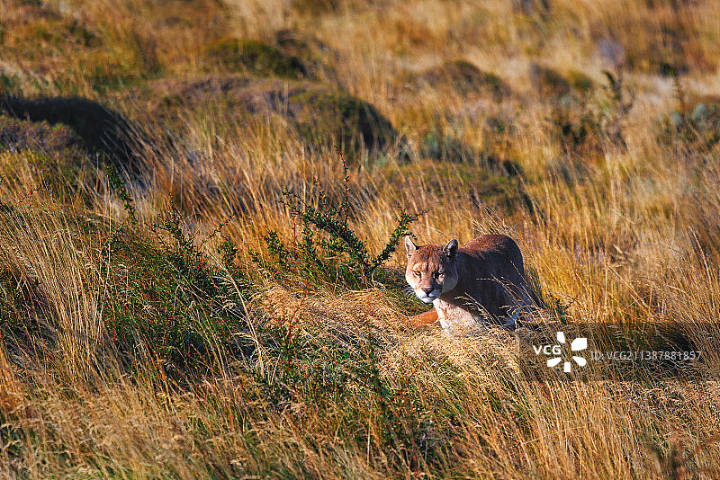智利百内国家公园的野生美洲狮图片素材