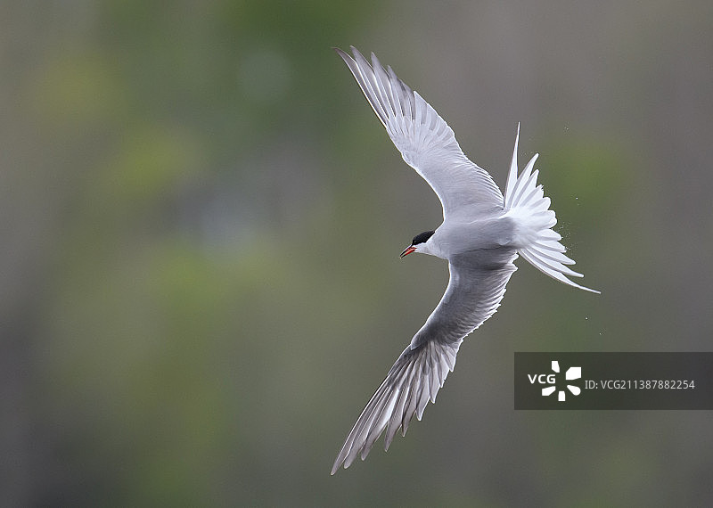 燕鸥在户外飞行的特写图片素材