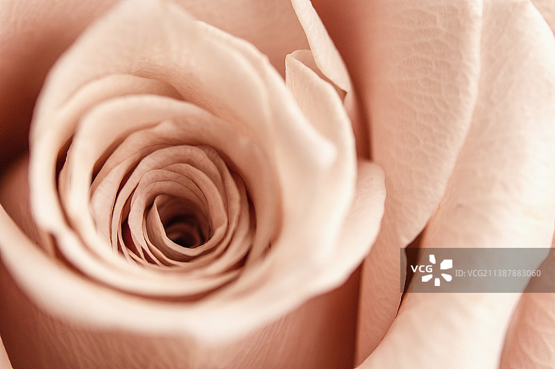 微距柔焦下的米色玫瑰花瓣温柔壁纸图片素材
