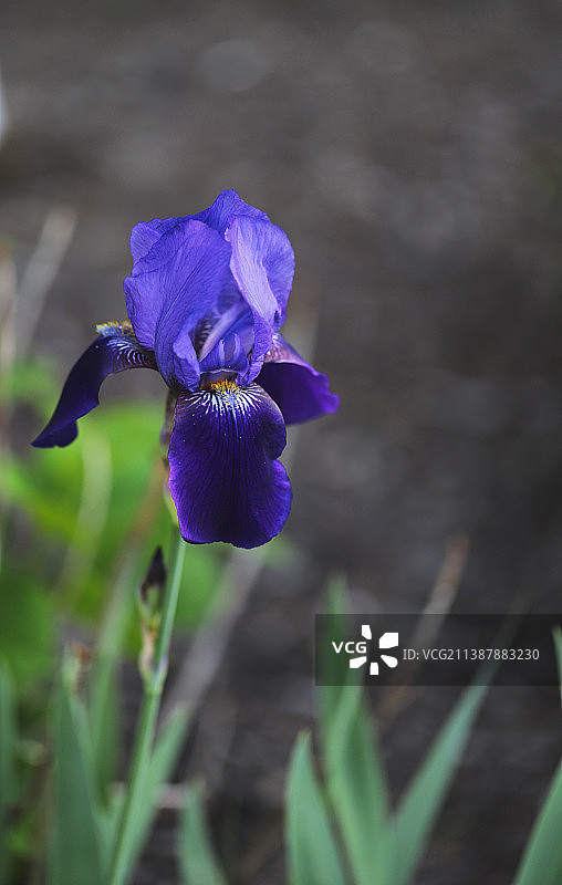田野上的紫色鸢尾花特写图片素材