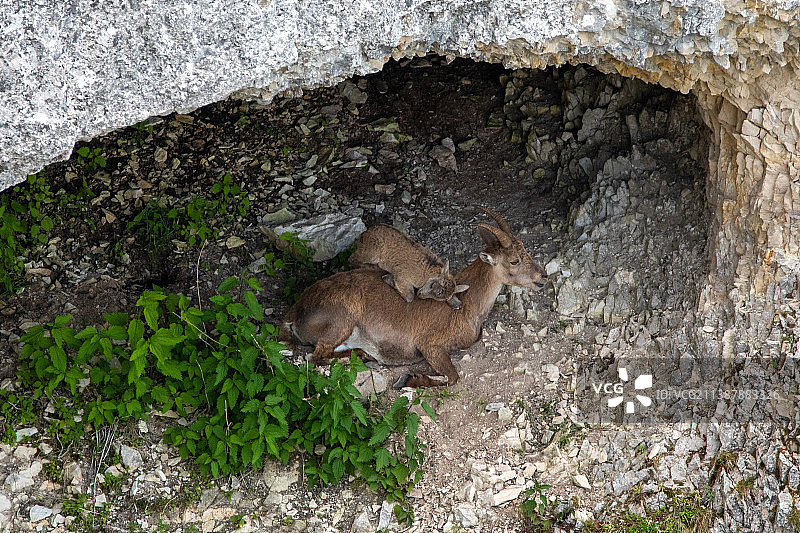 在背上睡觉的幼崽和高山野生山羊，瑞士戈尔吉耶图片素材
