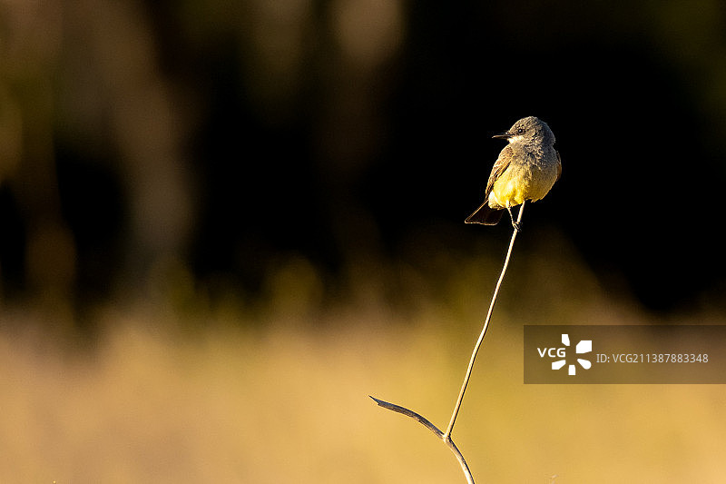 美国 Sycamore Grove 公园，栖息在植物上的鸣禽莺雀特写图片素材