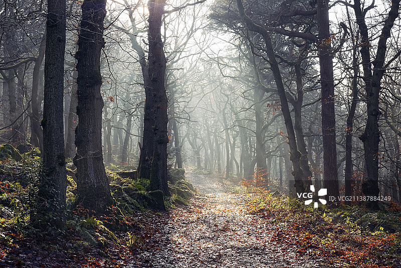 秋季谢菲尔德森林树木，英国图片素材