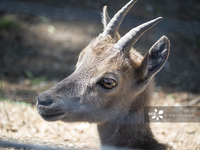 站在田野上的鹿特写，德国巴伐利亚图片素材