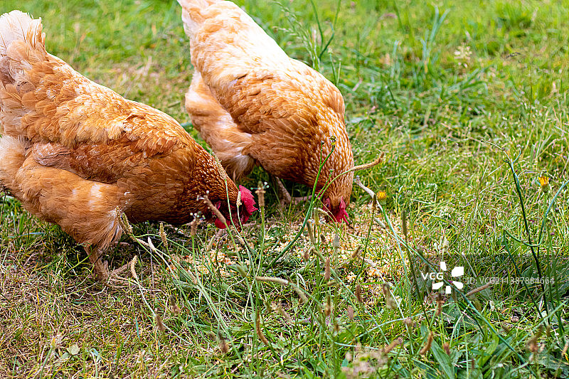 田野中的鸡俯视图图片素材
