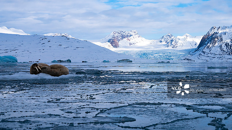 海象在雪地上休息的背面，挪威斯瓦尔巴群岛图片素材