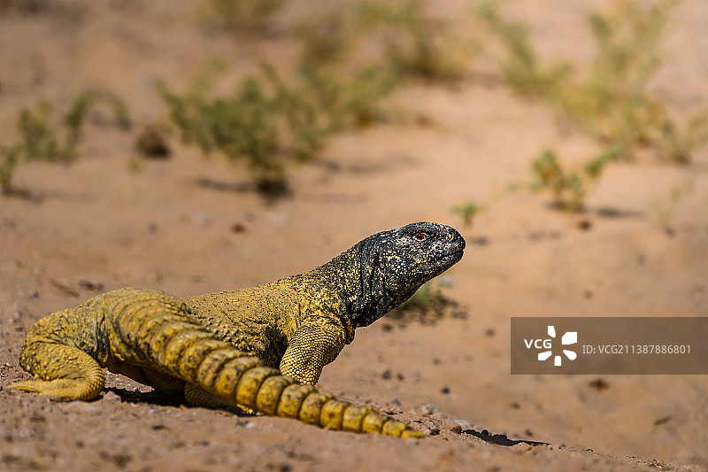 阿拉伯联合酋长国岩石上蜥蜴的特写图片素材