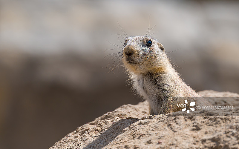 岩石上的黑色物体特写图片素材