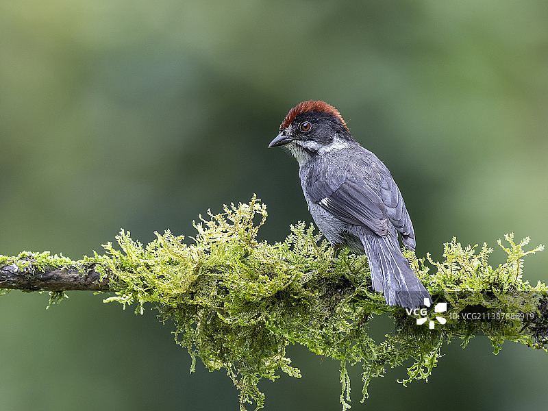 栖息在树枝上的歌带鹀特写，马尼萨莱斯，卡尔达斯，哥伦比亚图片素材