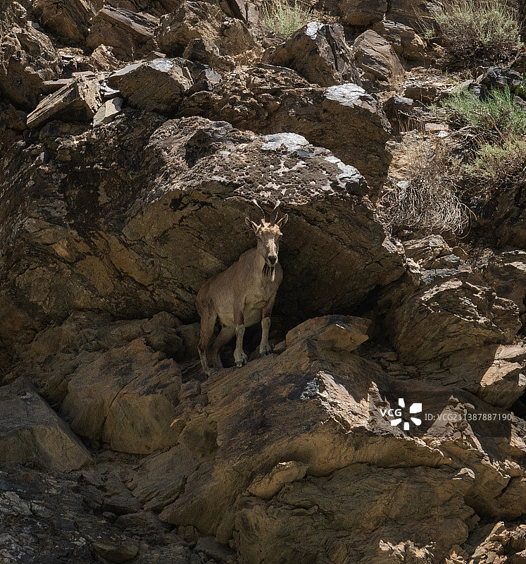 站在巴基斯坦岩石上的高山北山羊图片素材