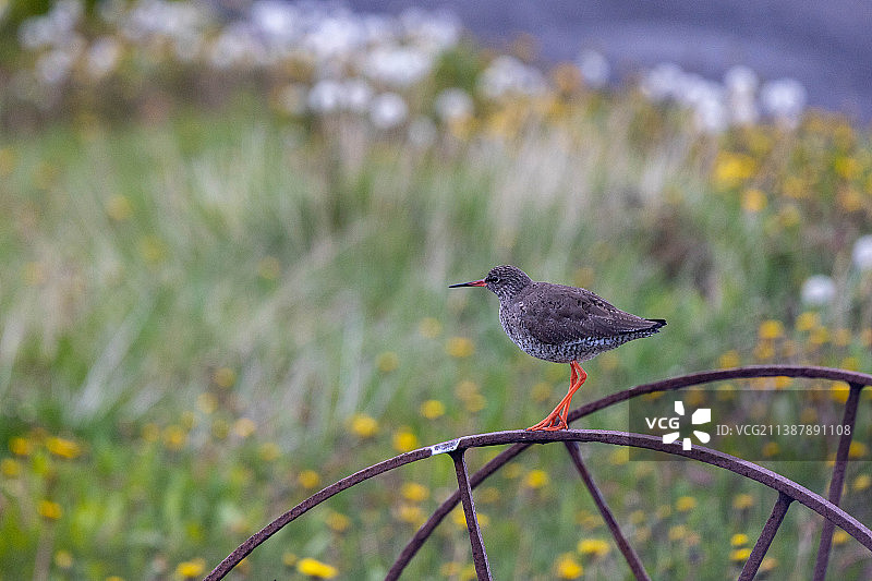 冰岛哈夫尼尔，一只鸟栖息在金属上的特写图片素材