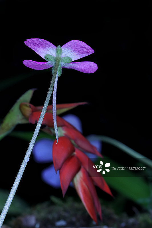 紫色花的特写图片素材