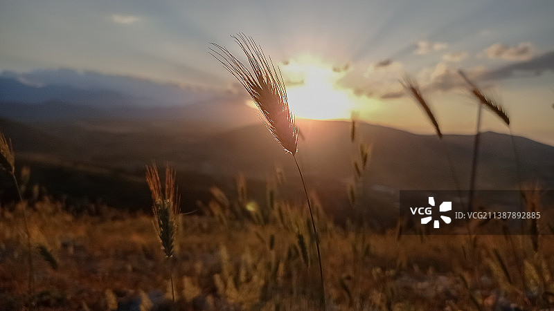马其顿山丘的自然夏季景观日落图片素材