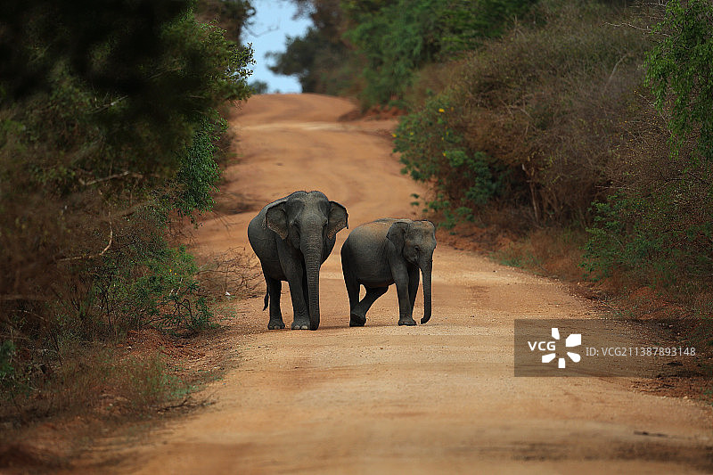 两只大象走在斯里兰卡亚拉国家公园的土路上图片素材