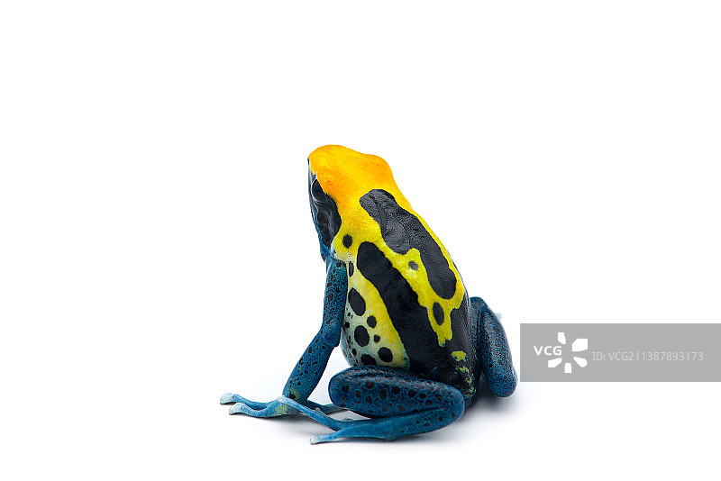 毒箭蛙特写，巴西图片素材