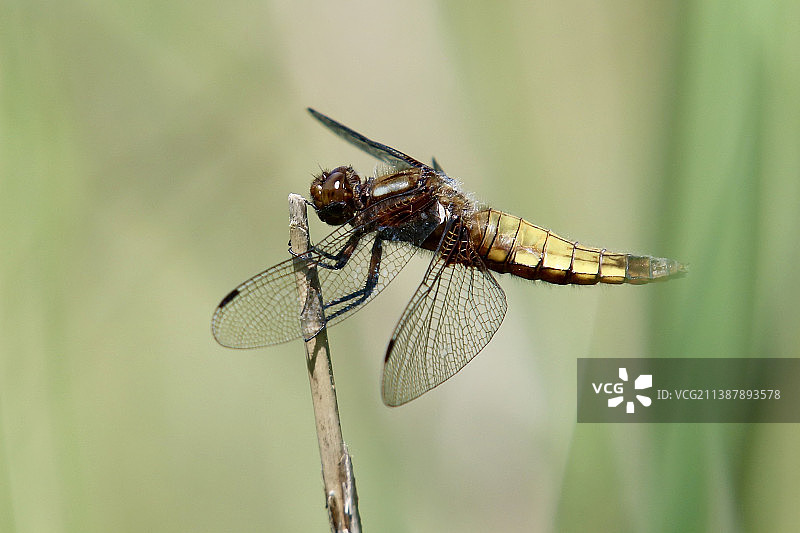 蜻蜓在植物上的特写图片素材