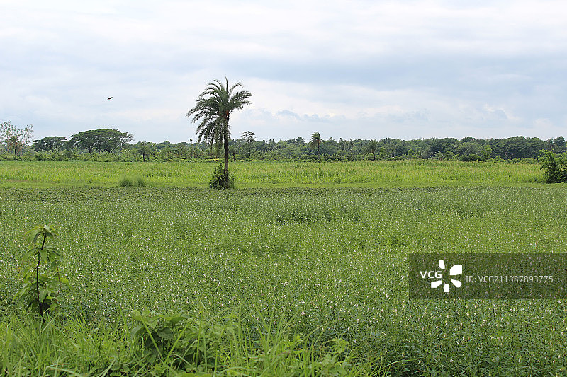 天空衬托下的农田风景图片素材