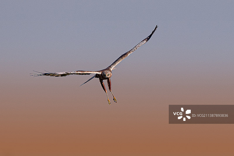 荷兰韦特灵，晴空下飞翔的猛禽鹰的低角度视图图片素材