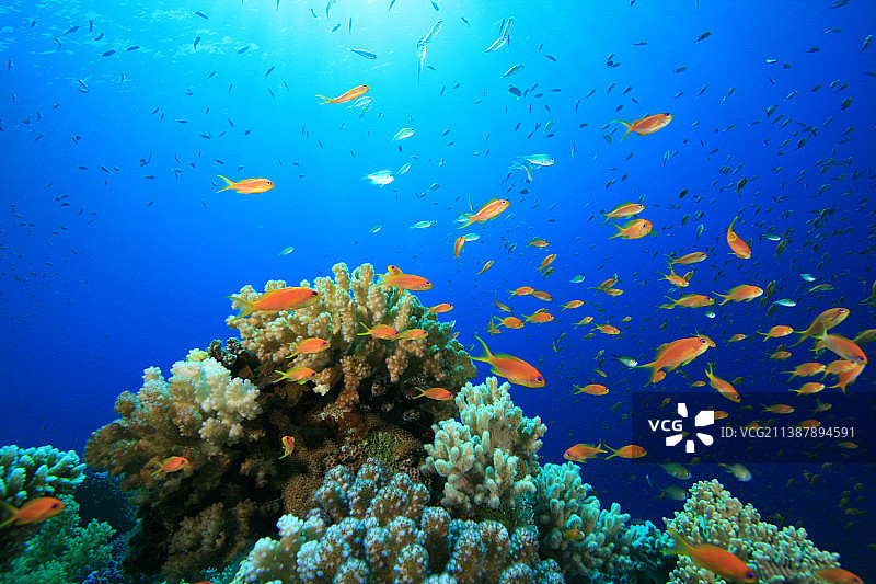 红海珊瑚礁上的热带鱼图片素材