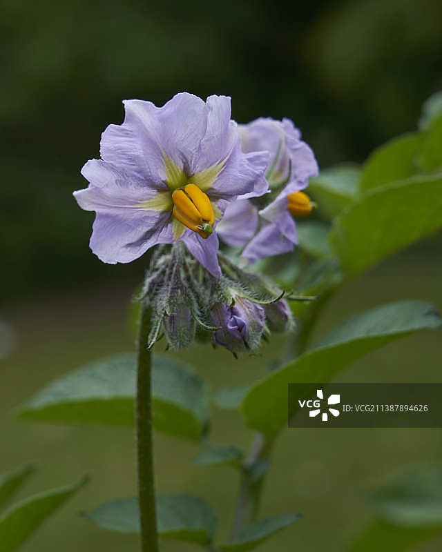 紫色植物特写，英国特克斯伯里布雷登图片素材