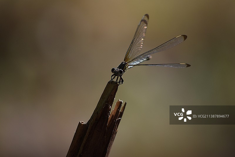 豆娘在树枝上的特写图片素材
