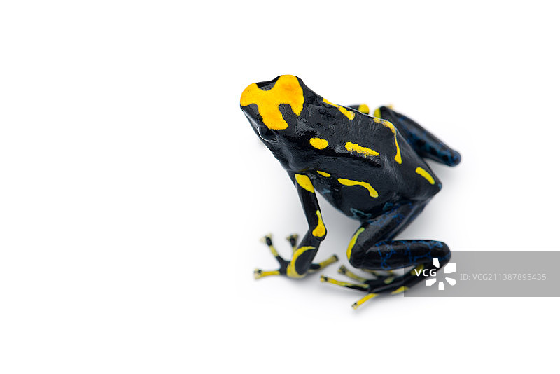 白色背景下箭毒蛙的特写，巴西图片素材