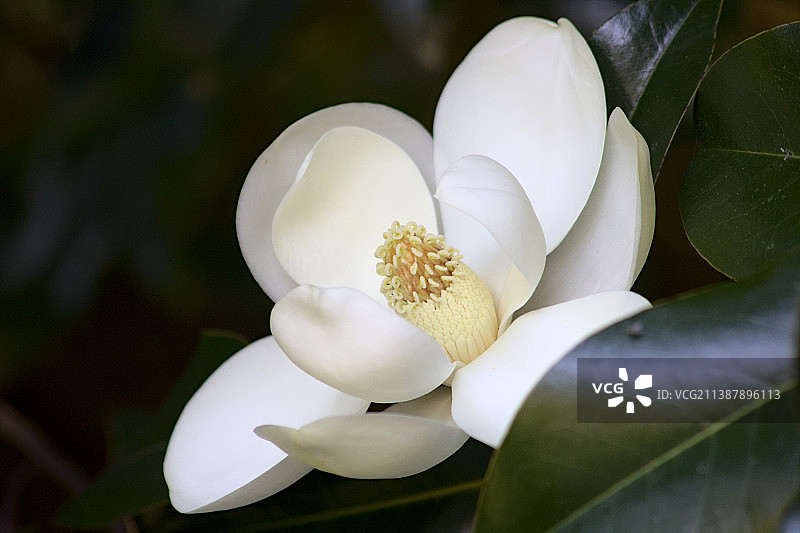 白色开花植物的特写图片素材