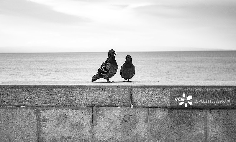 朋友们在意大利巴列塔-安德里亚-特拉尼的海边矮墙上欣赏海景图片素材